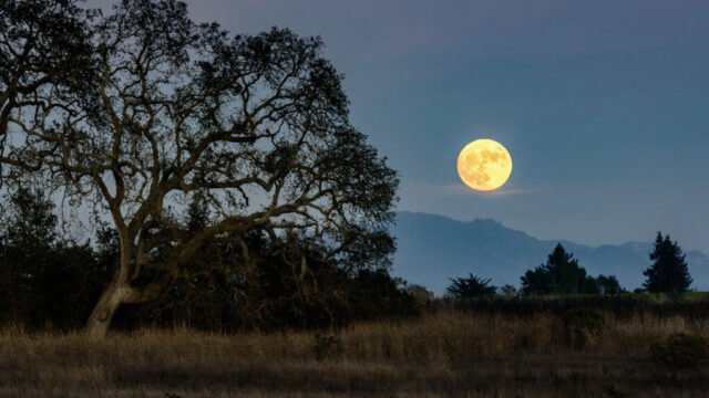 Screenshot-2025-03-29-at-2.20.01 PM-1